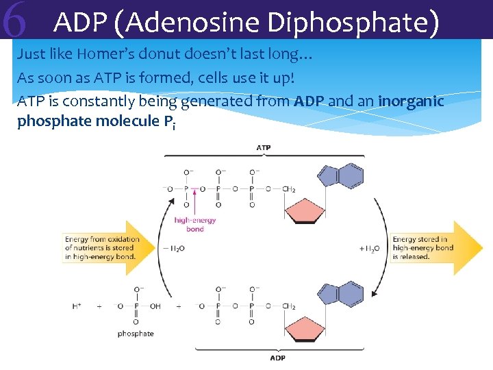6 ADP (Adenosine Diphosphate) Just like Homer’s donut doesn’t last long… As soon as