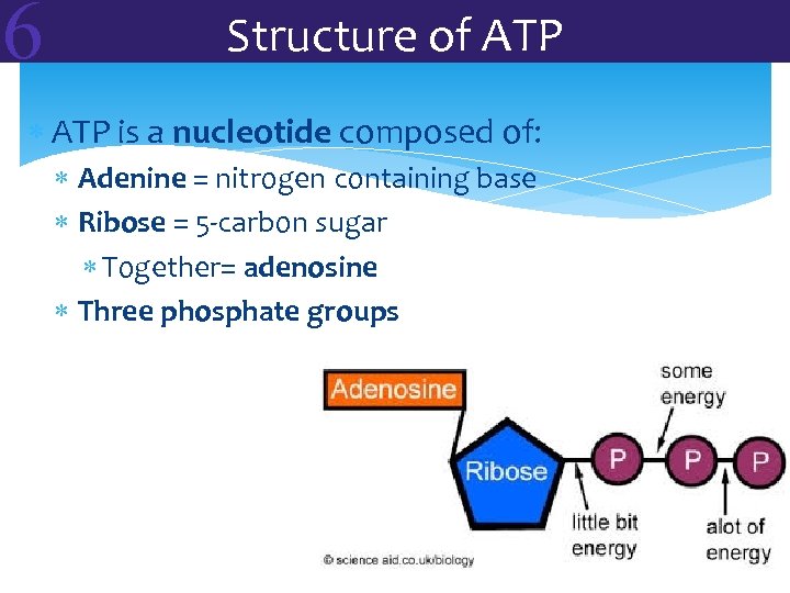 6 Structure of ATP is a nucleotide composed of: Adenine = nitrogen containing base