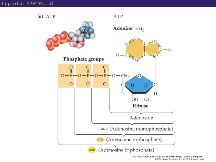 Figure 6. 5 ATP (Part 1) 