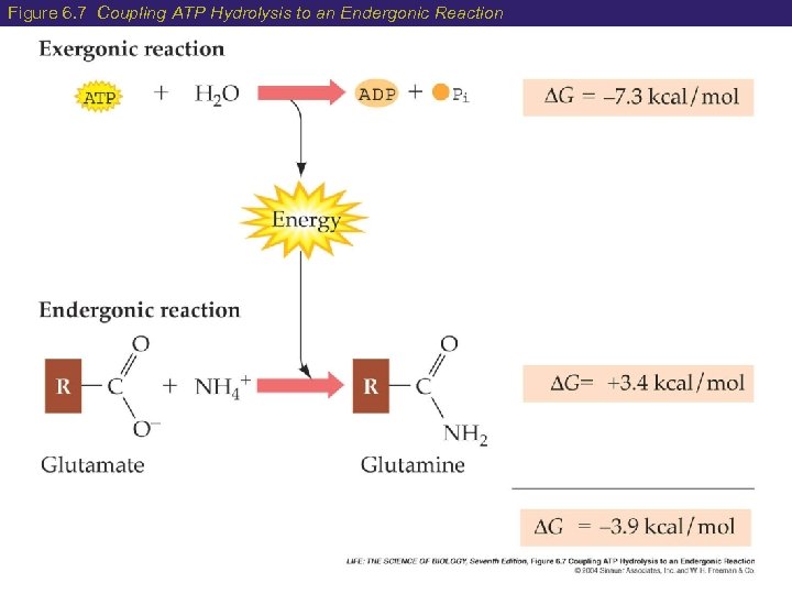 Figure 6. 7 Coupling ATP Hydrolysis to an Endergonic Reaction 