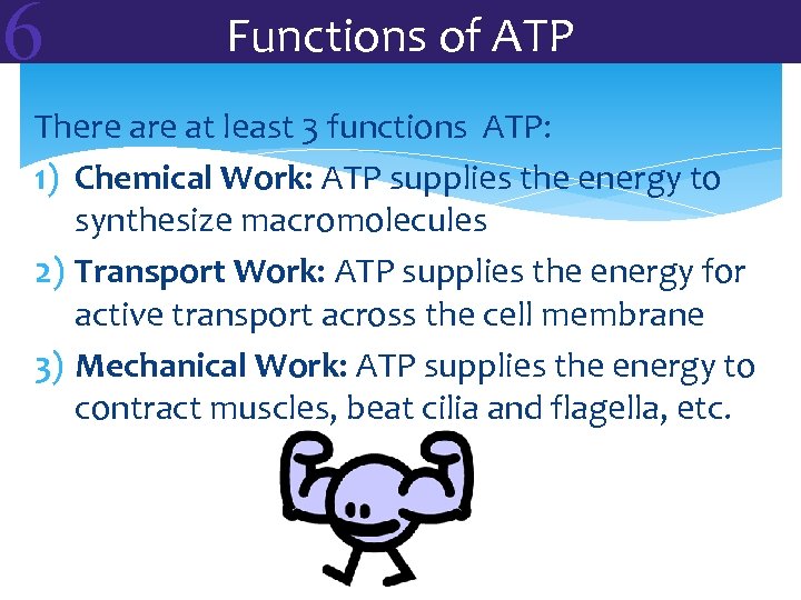 6 Functions of ATP There at least 3 functions ATP: 1) Chemical Work: ATP