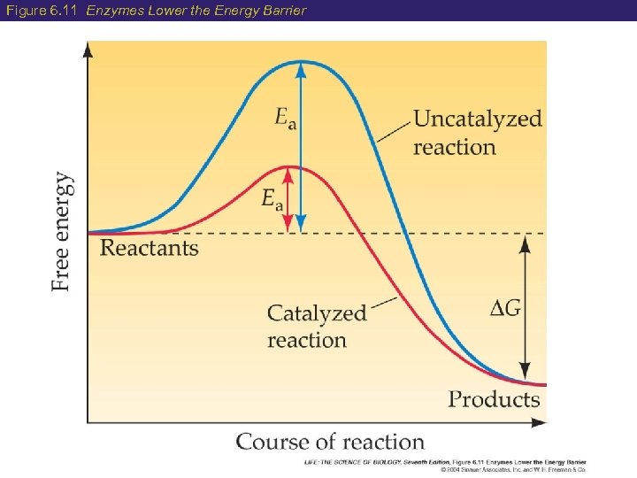 Figure 6. 11 Enzymes Lower the Energy Barrier 