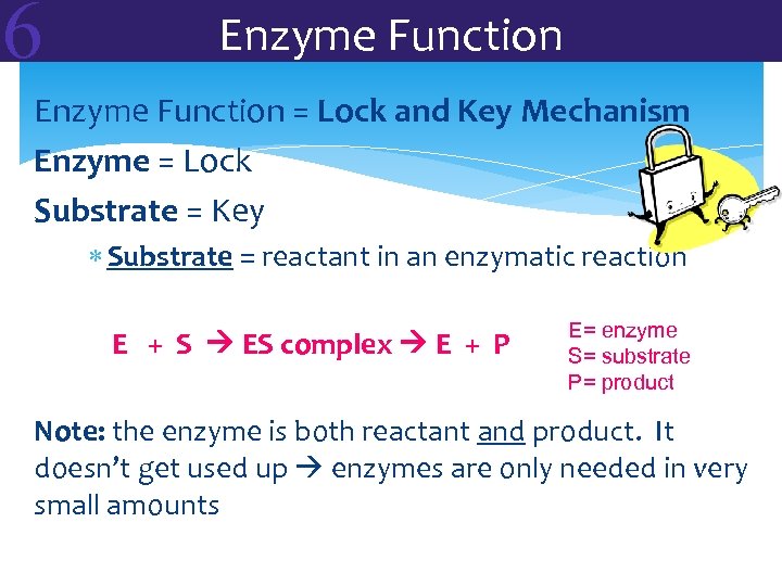 6 Enzyme Function = Lock and Key Mechanism Enzyme = Lock Substrate = Key