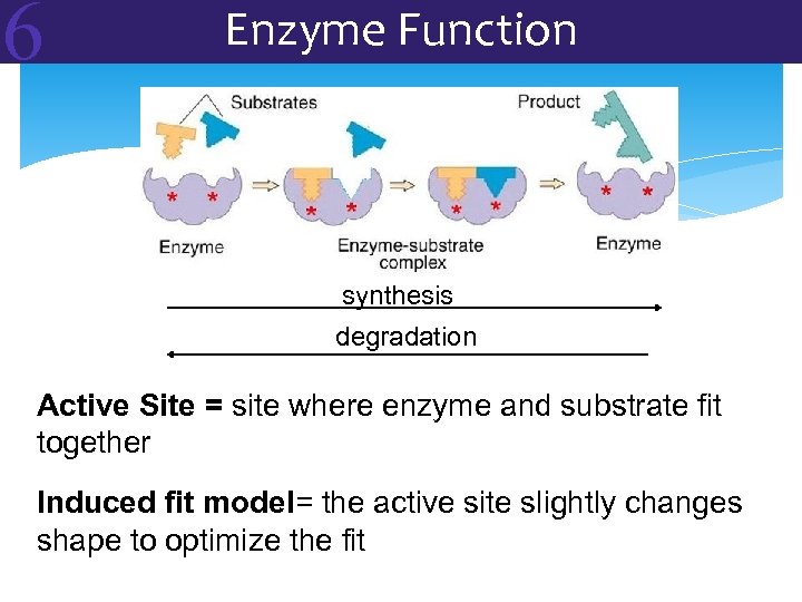 6 Enzyme Function synthesis degradation Active Site = site where enzyme and substrate fit
