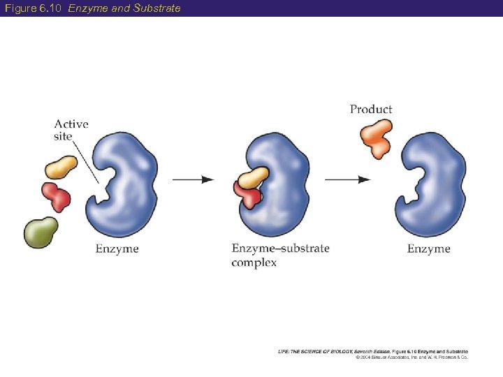 Figure 6. 10 Enzyme and Substrate 