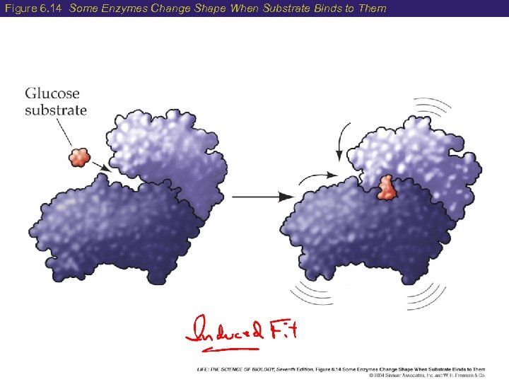 Figure 6. 14 Some Enzymes Change Shape When Substrate Binds to Them 