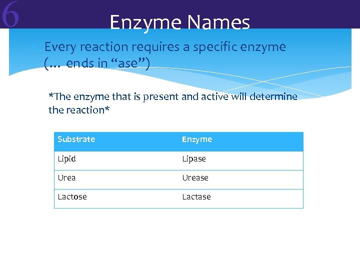6 Enzyme Names Every reaction requires a specific enzyme (… ends in “ase”) *The