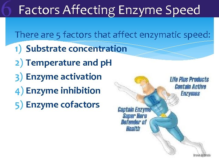 6 Factors Affecting Enzyme Speed There are 5 factors that affect enzymatic speed: 1)