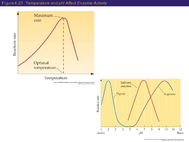 Figure 6. 23 Temperature and p. H Affect Enzyme Activity 