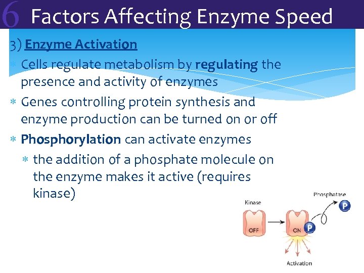 6 Factors Affecting Enzyme Speed 3) Enzyme Activation Cells regulate metabolism by regulating the