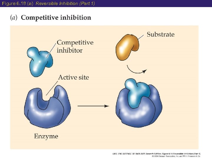 Figure 6. 18 (a) Reversible Inhibition (Part 1) 