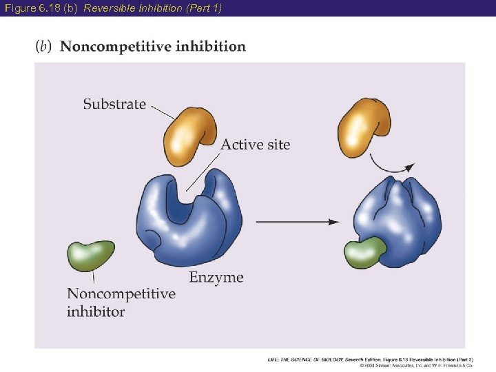 Figure 6. 18 (b) Reversible Inhibition (Part 1) 