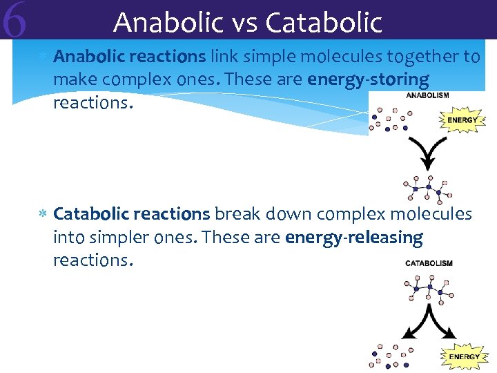 6 Anabolic vs Catabolic Anabolic reactions link simple molecules together to make complex ones.