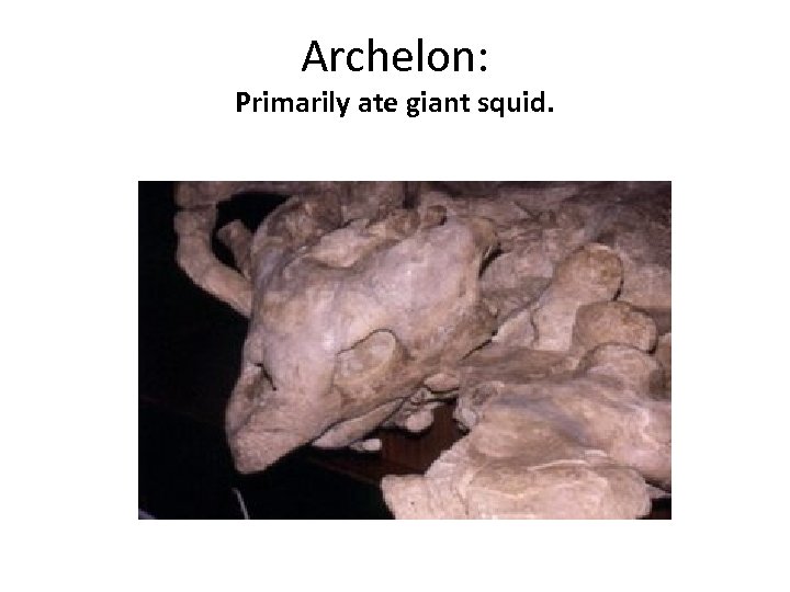 Archelon: Primarily ate giant squid. 