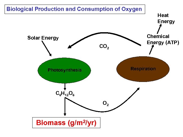 Biological Production and Consumption of Oxygen Heat Energy Solar Energy CO 2 Respiration Photosynthesis