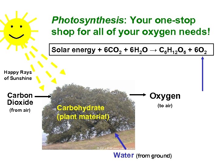 Photosynthesis: Your one-stop shop for all of your oxygen needs! Solar energy + 6