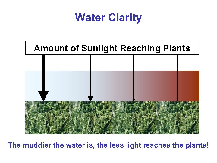 Water Clarity Amount of Sunlight Reaching Plants The muddier the water is, the less