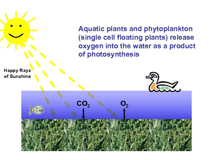 Aquatic plants and phytoplankton (single cell floating plants) release oxygen into the water as