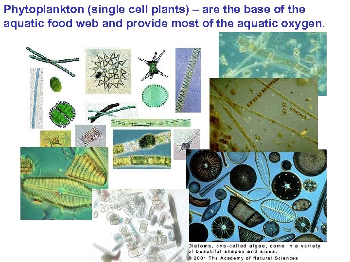 Phytoplankton (single cell plants) – are the base of the aquatic food web and