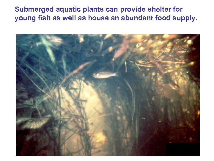 Submerged aquatic plants can provide shelter for young fish as well as house an