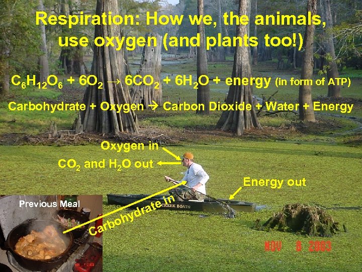 Respiration: How we, the animals, use oxygen (and plants too!) C 6 H 12