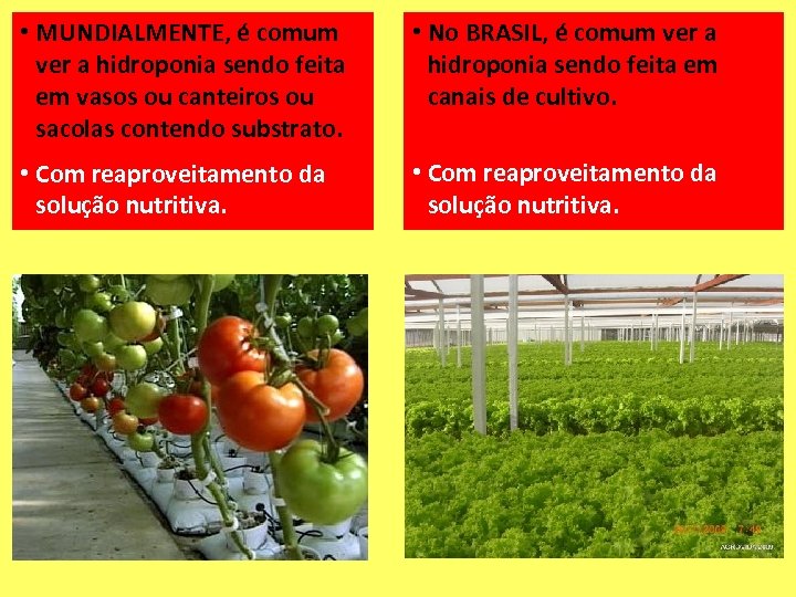  • MUNDIALMENTE, é comum ver a hidroponia sendo feita em vasos ou canteiros