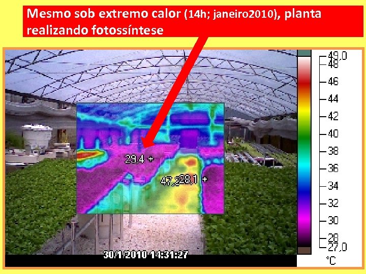 Mesmo sob extremo calor (14 h; janeiro 2010), planta realizando fotossíntese 