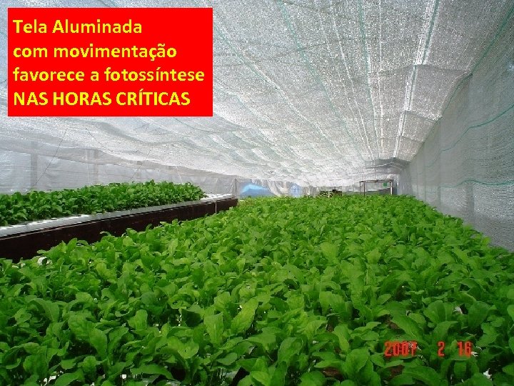 Tela Aluminada com movimentação favorece a fotossíntese NAS HORAS CRÍTICAS 