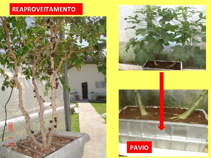 REAPROVEITAMENTO PAVIO 