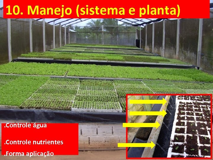 10. Manejo (sistema e planta) . Controle água. Controle nutrientes. Forma aplicação 