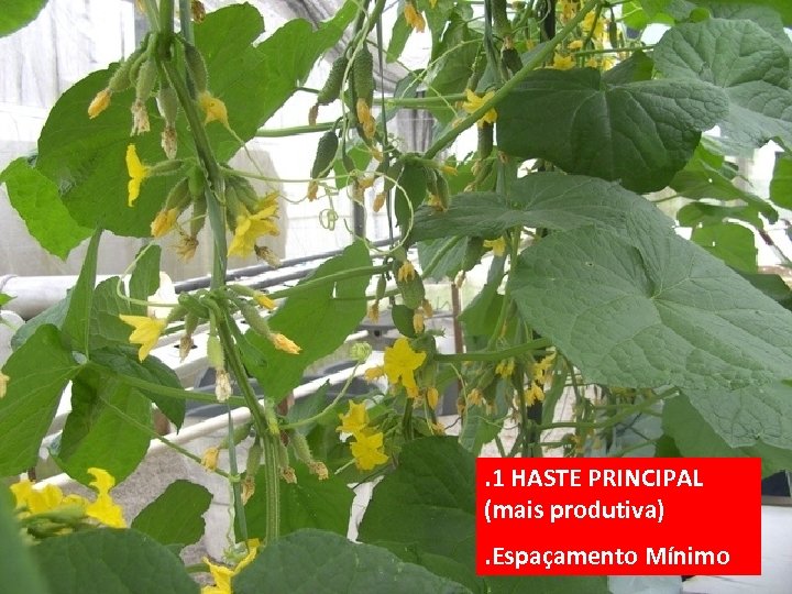 . 1 HASTE PRINCIPAL (mais produtiva). Espaçamento Mínimo 