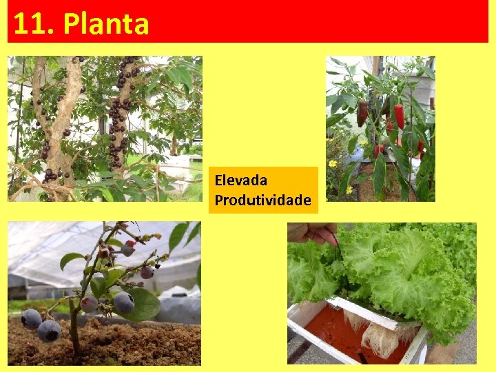 11. Planta Elevada Produtividade 