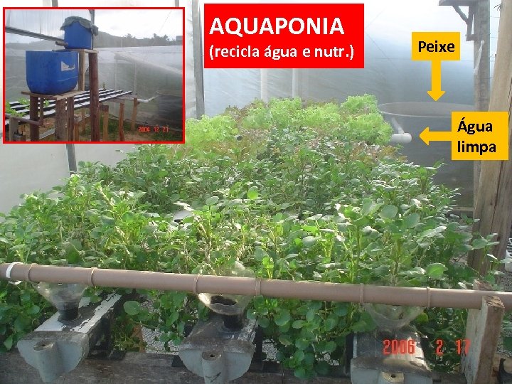 AQUAPONIA (recicla água e nutr. ) Peixe Água limpa 