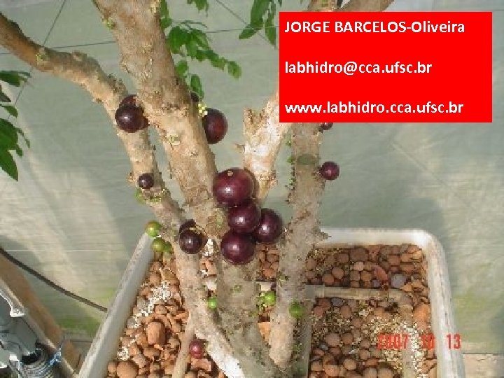 JORGE BARCELOS-Oliveira labhidro@cca. ufsc. br www. labhidro. cca. ufsc. br 