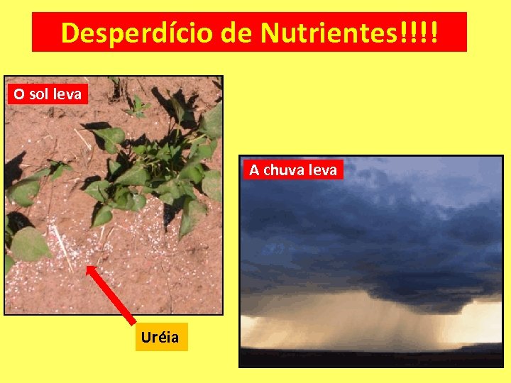 Desperdício de Nutrientes!!!! O sol leva A chuva leva Uréia 
