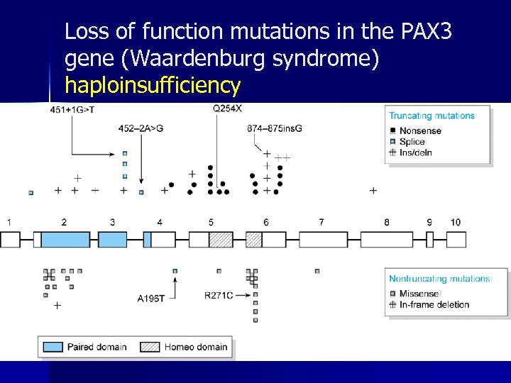 Loss of function mutations in the PAX 3 gene (Waardenburg syndrome) haploinsufficiency 