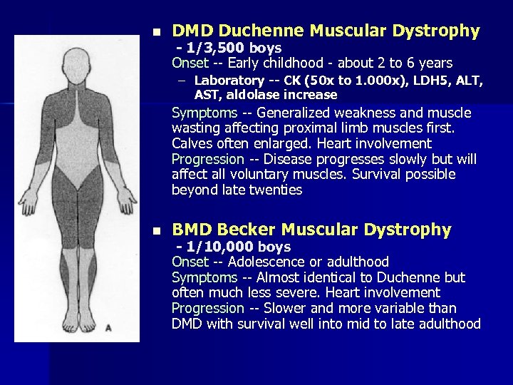 n DMD Duchenne Muscular Dystrophy - 1/3, 500 boys Onset -- Early childhood -