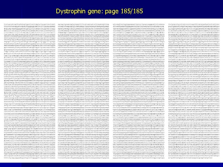 Dystrophin gene: page 185/185 