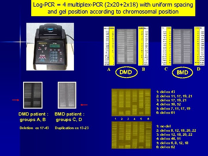 Log-PCR = 4 multiplex-PCR (2 x 20+2 x 18) with uniform spacing and gel