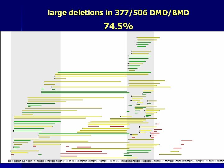 large deletions in 377/506 DMD/BMD 74. 5% 