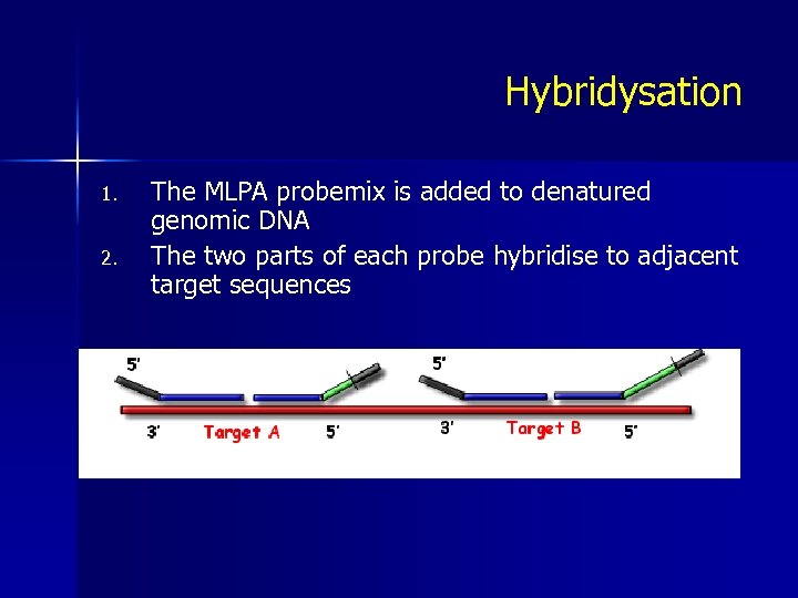 Hybridysation 1. 2. The MLPA probemix is added to denatured genomic DNA The two