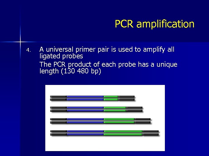 PCR amplification 4. A universal primer pair is used to amplify all ligated probes