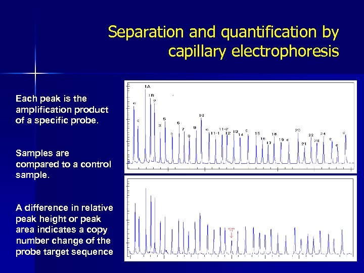Separation and quantification by capillary electrophoresis Each peak is the amplification product of a