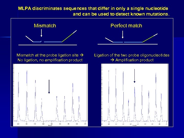 MLPA discriminates sequences that differ in only a single nucleotide and can be used
