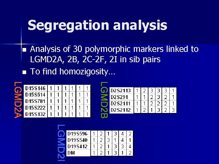 Segregation analysis n n Analysis of 30 polymorphic markers linked to LGMD 2 A,