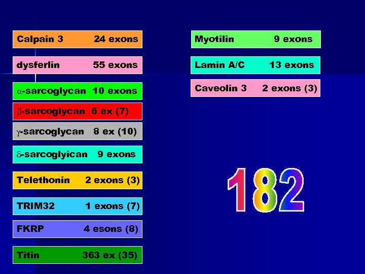 Calpain 3 24 exons Myotilin dysferlin 55 exons Lamin A/C 13 exons a-sarcoglycan 10