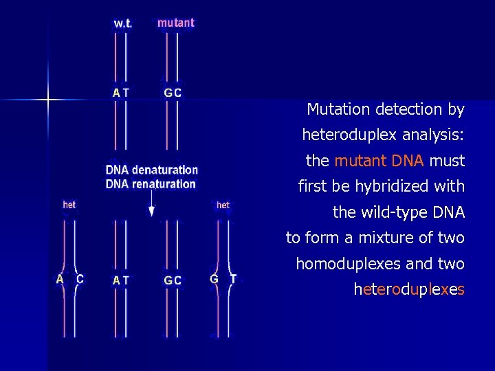 Mutation detection by heteroduplex analysis: the mutant DNA must first be hybridized with the