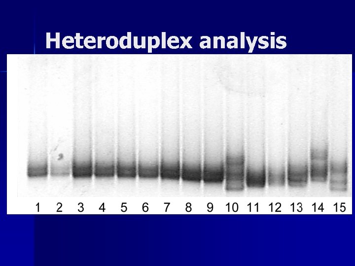Heteroduplex analysis 