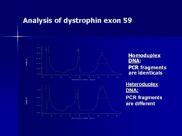 Analysis of dystrophin exon 59 Homoduplex DNA: PCR fragments are identicals Heteroduplex DNA: PCR