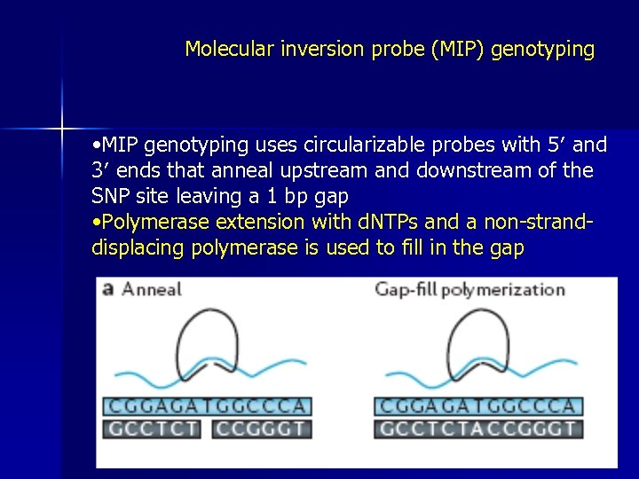 Molecular inversion probe (MIP) genotyping • MIP genotyping uses circularizable probes with 5′ and